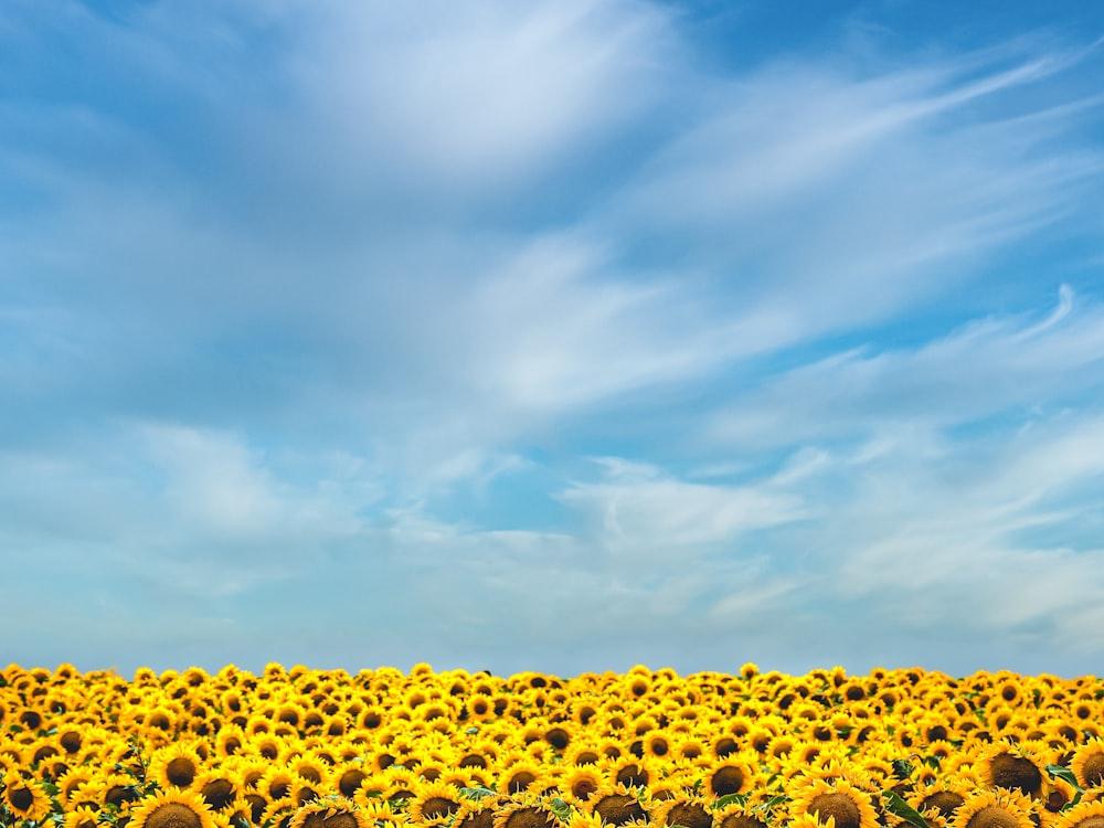 Соняшники, які він щороку сіяв